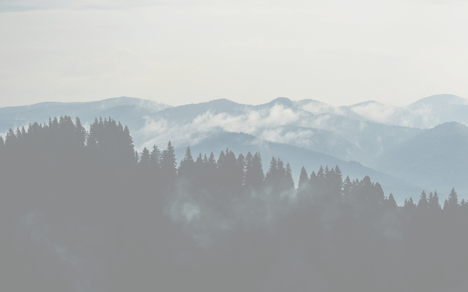 misty trees